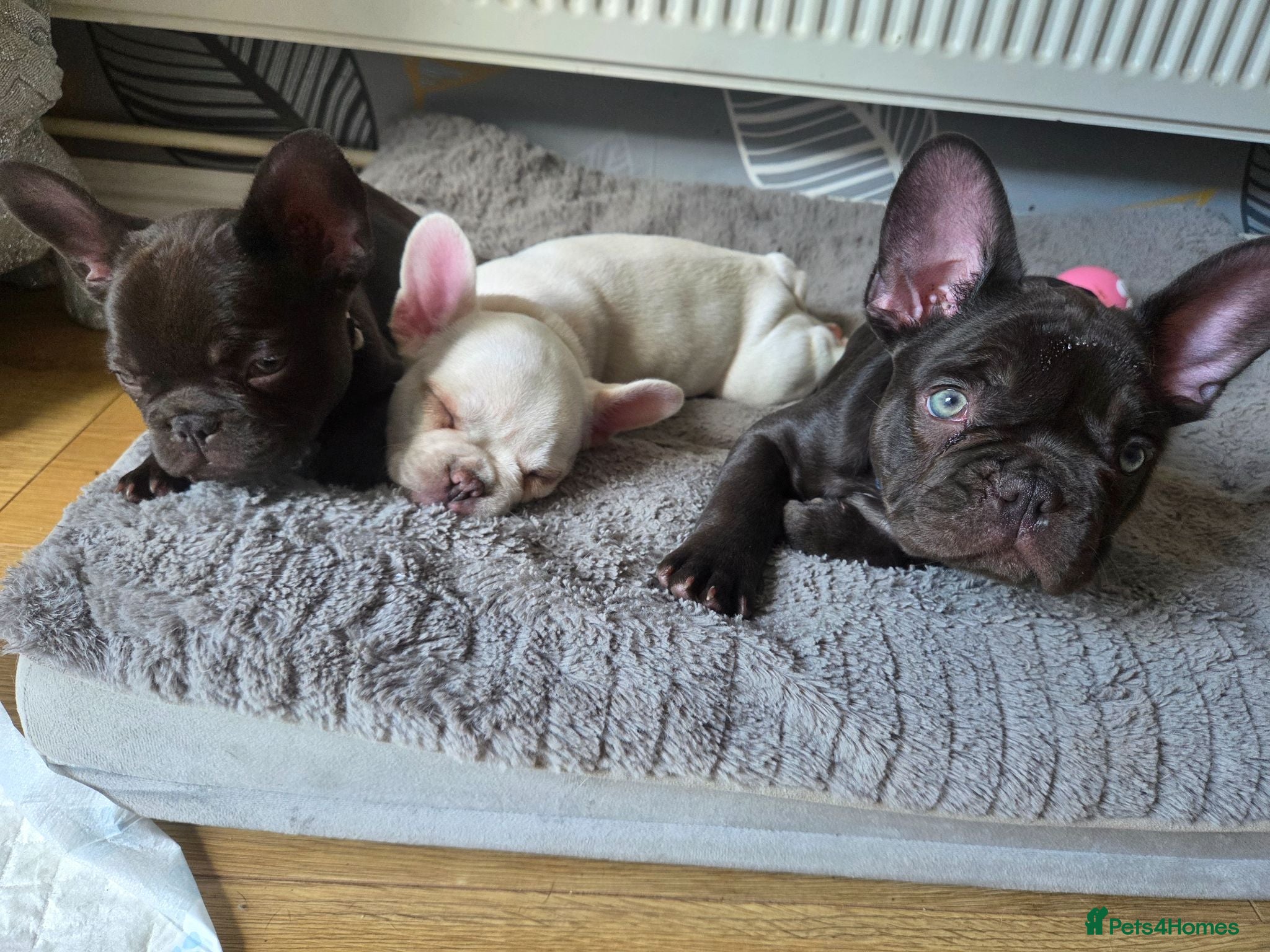 French Bulldog dogs French bulldog puppies - Advert 2