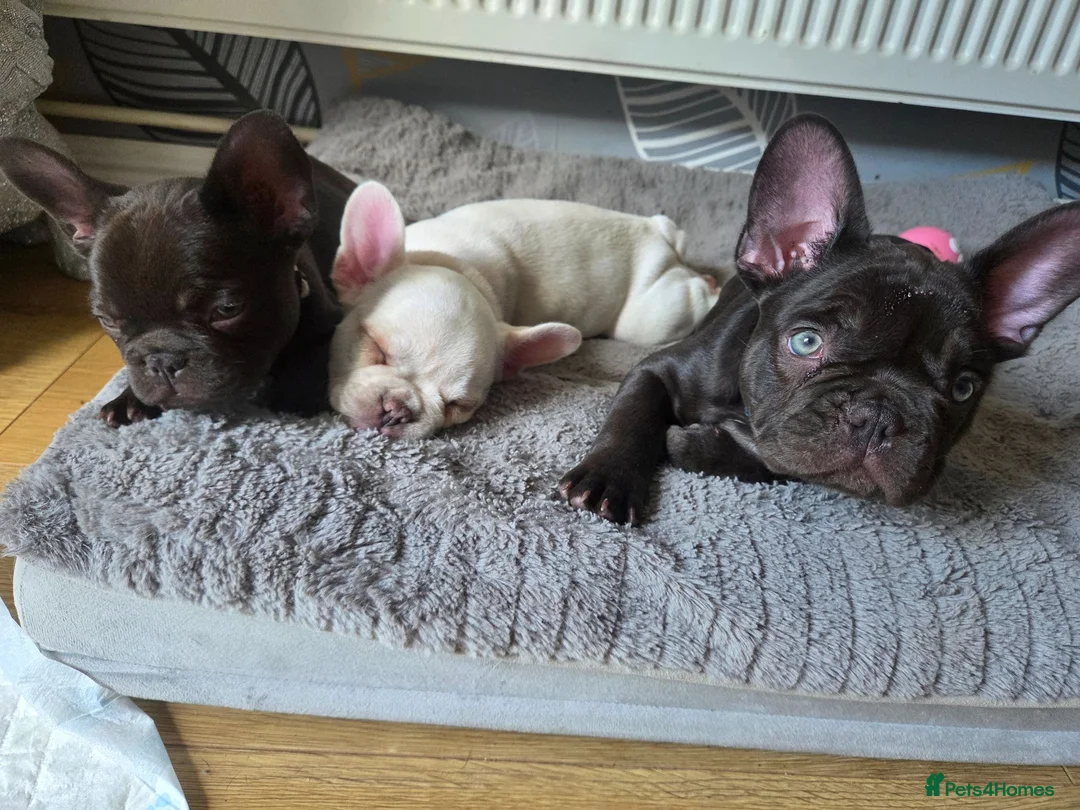 French Bulldog dogs for sale: French bulldog puppies - Advert 1