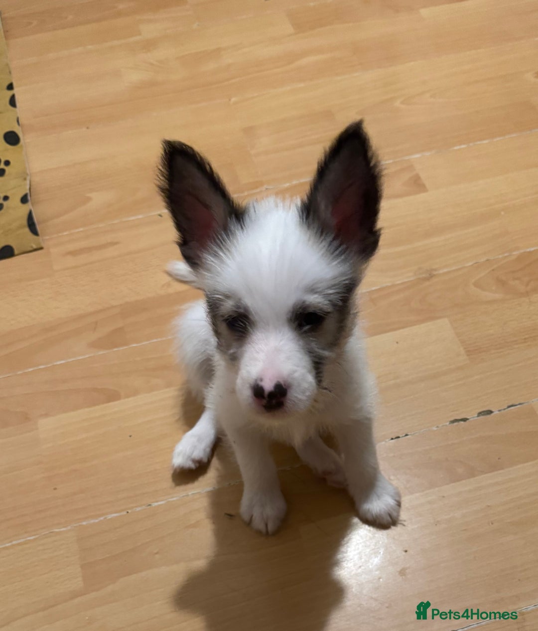 Mixed Breed dogs for sale: Siberian Husky X Staff/Lhasa Apso. Only 2 left!!  - Image 38