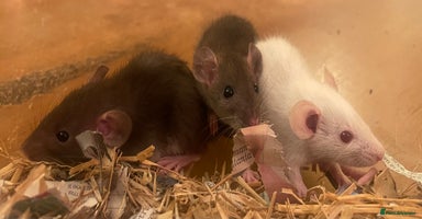 Rat rodents - Advert 3