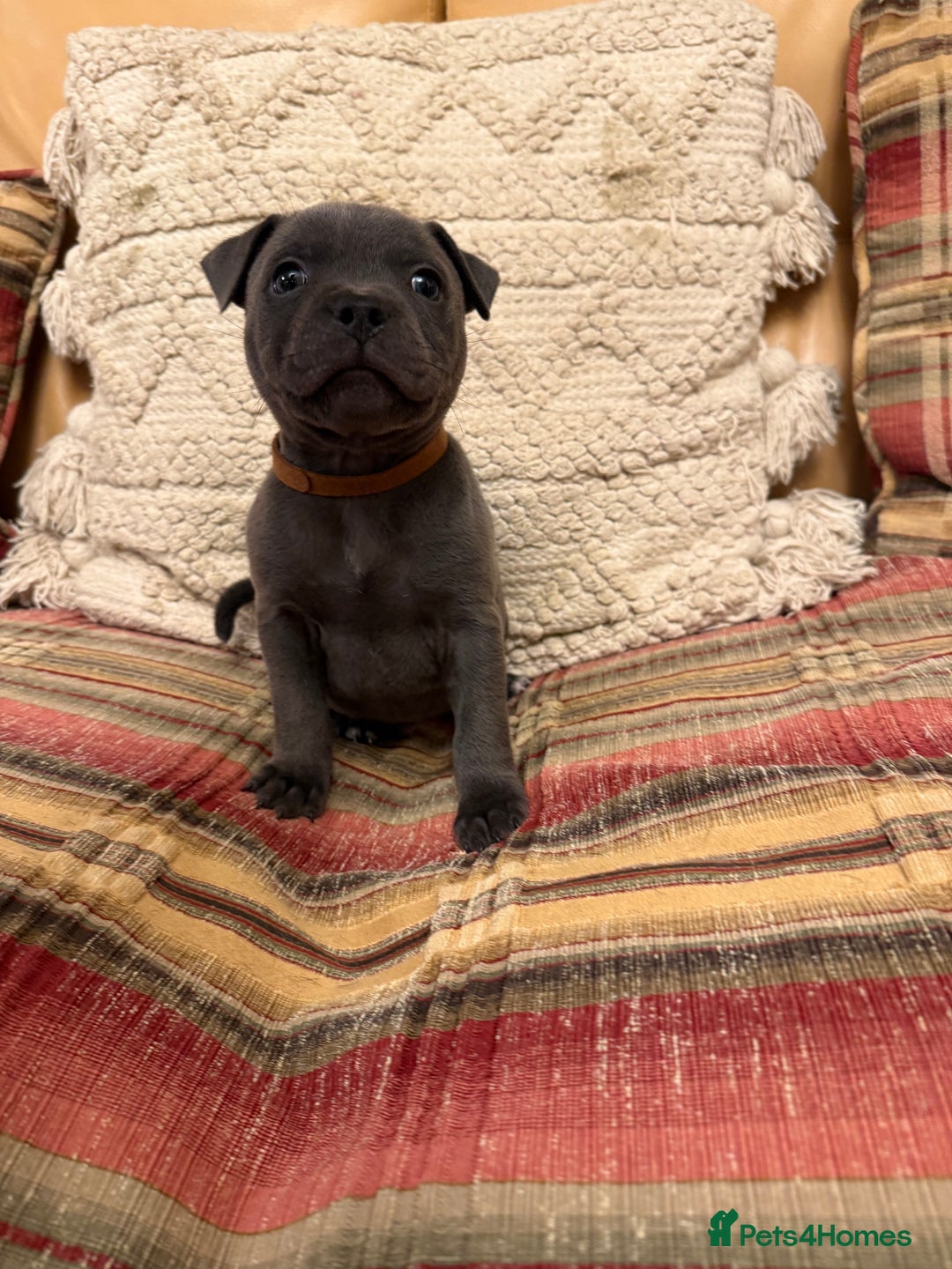 Staffordshire Bull Terrier dogs for sale: KC Registered/Health Tested Blue SBT Puppies - Advert 39