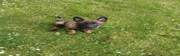 Belgian Shepherd Dog dogs for sale: Belgian Malinois knpv x ring sport fci ikc reg in Omagh - Advert 15
