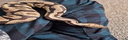 Python Snake reptiles for sale: Ball/Royal Python(Fire Spotnose Het Clown)for sale - Advert 5