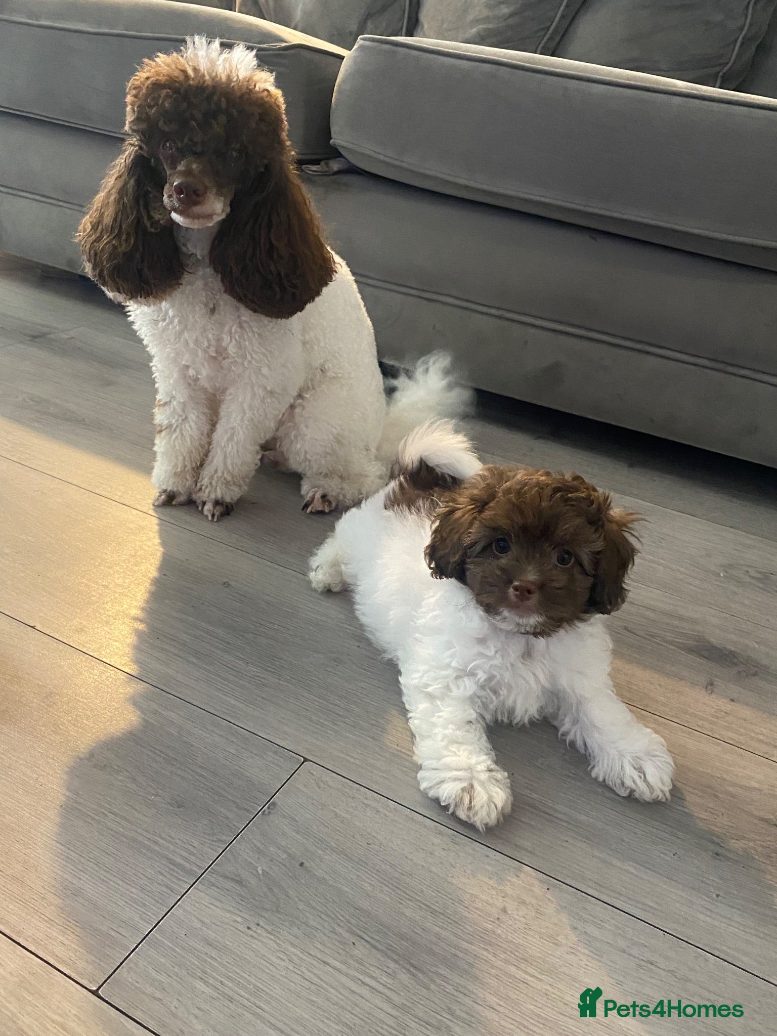 Shihpoo dogs Imperial toy Shih poo puppies  - Advert 1