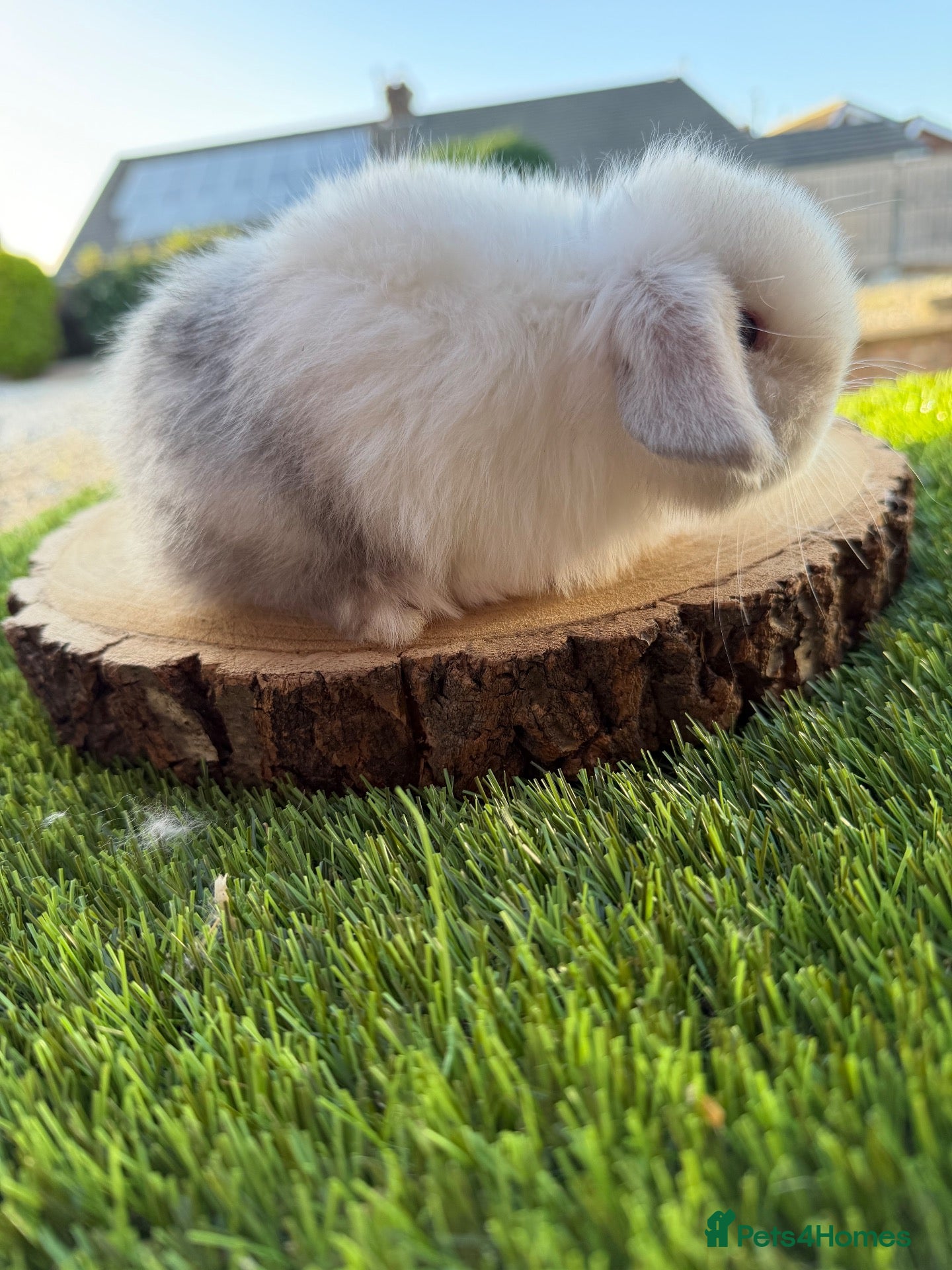 Mini Lop rabbits for sale: Beautiful mini lop ready to reserve 🩷🥰 - Advert 19