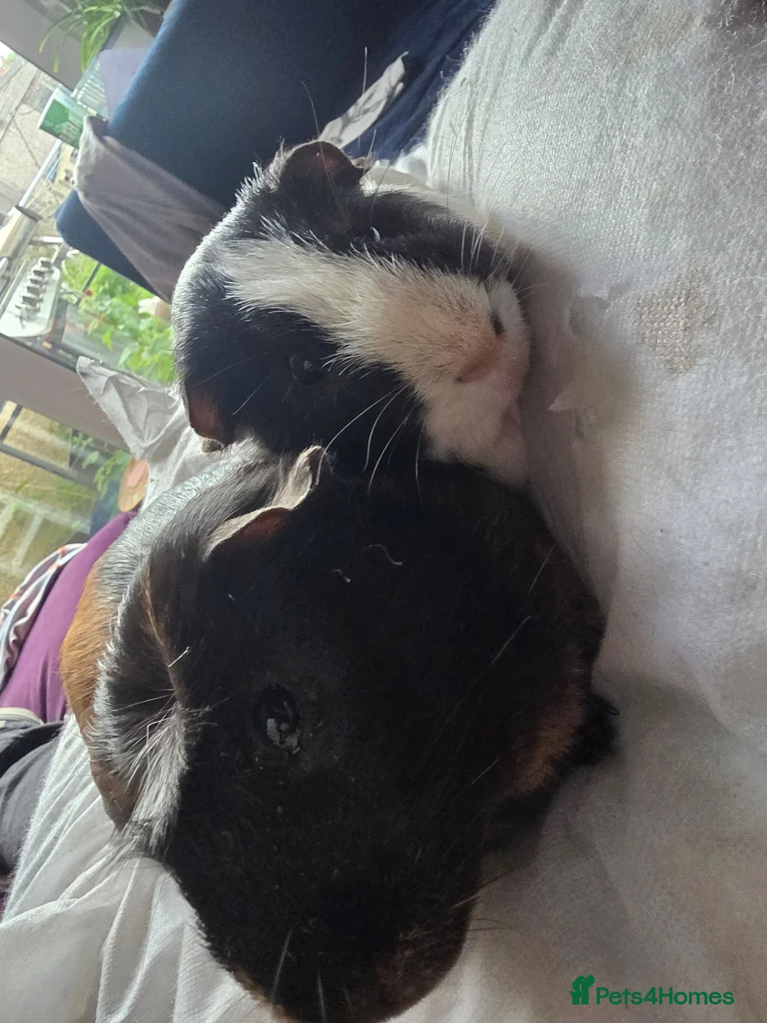 Guinea Pig rodents for sale: 2 Guinea pigs for rehoming in Bristol - Advert 2