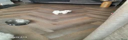 Maltese dogs for sale: 5 Outstanding pedigree Maltese puppies - Advert 5