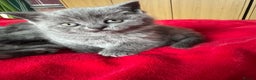 British Shorthair cats for sale: 3 kittens for sale - Advert 4