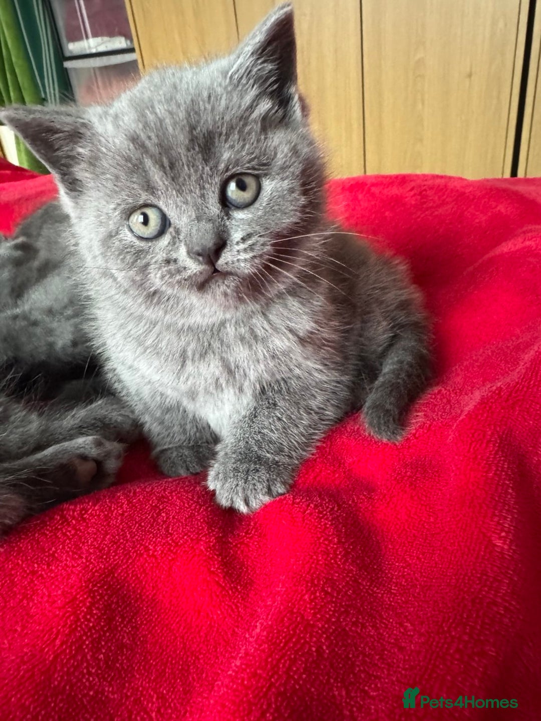 British Shorthair cats for sale: 3 kittens for sale - Advert 4