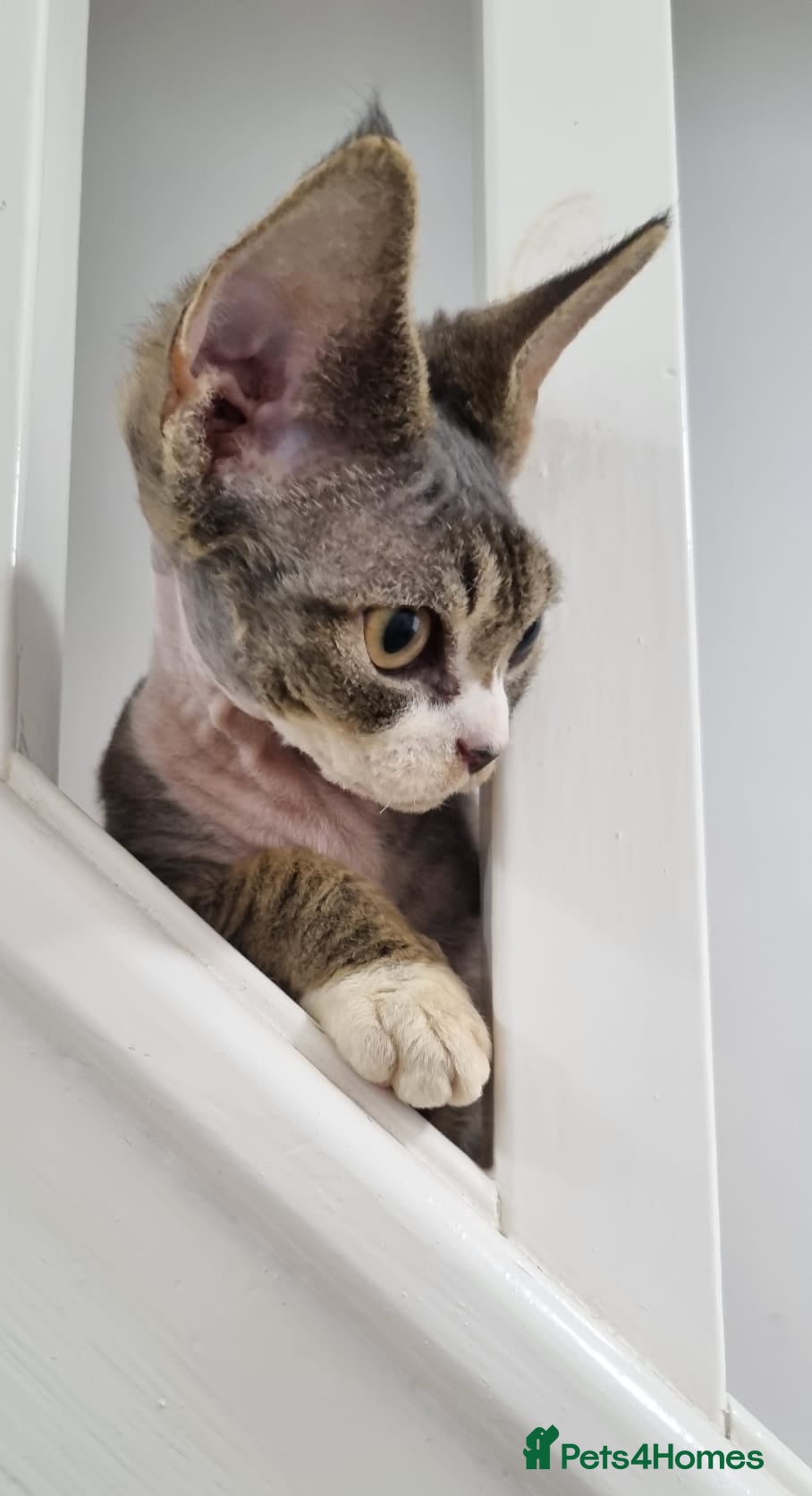 Devon Rex cats ❤️🐱Adorable Devon Rex boy ❤️🐱 - Advert 10