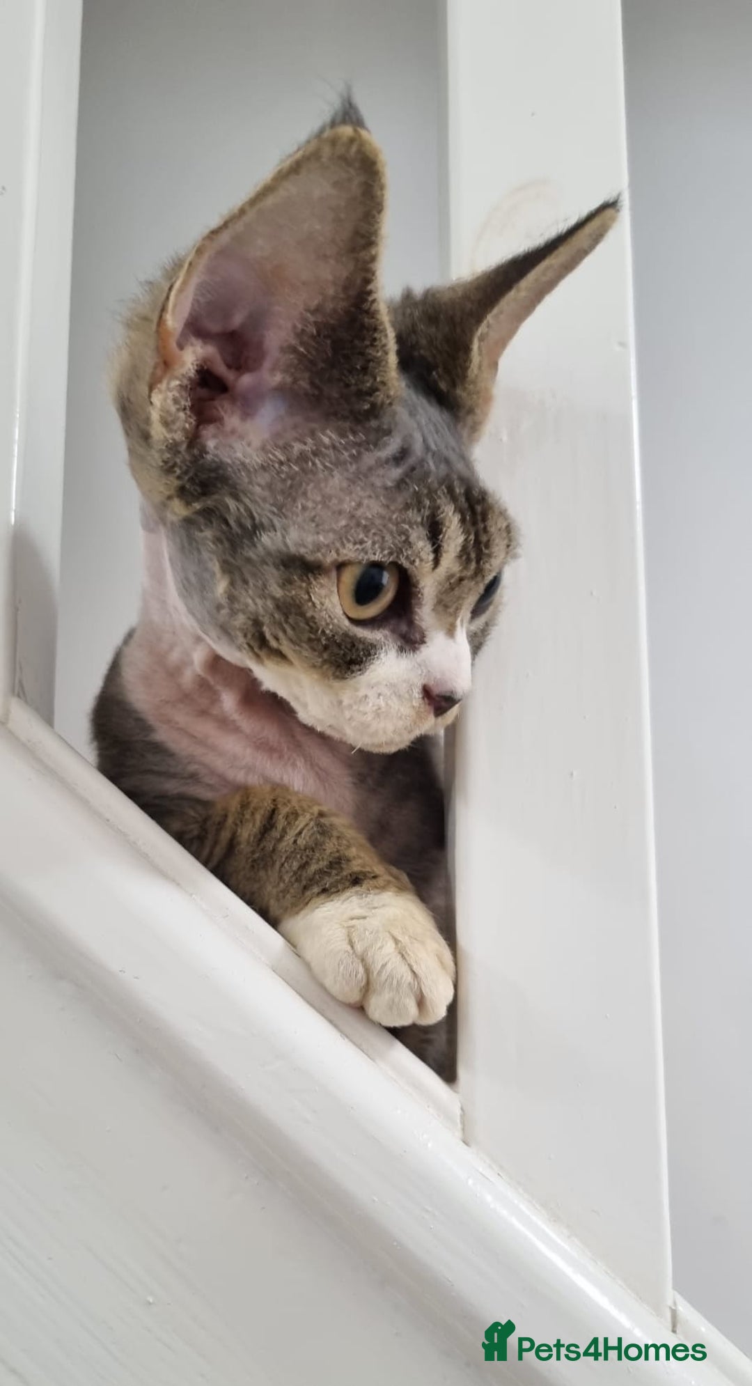 Devon Rex cats for sale: ❤️🐱Brown mackerel tabby Devon Rex ❤️🐱 - Advert 6