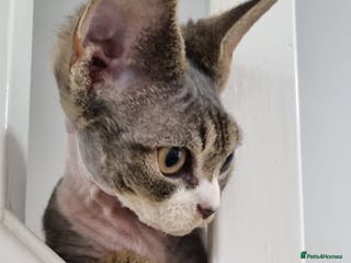 Devon Rex cats ❤️🐱Adorable Devon Rex boy ❤️🐱 - Advert 10