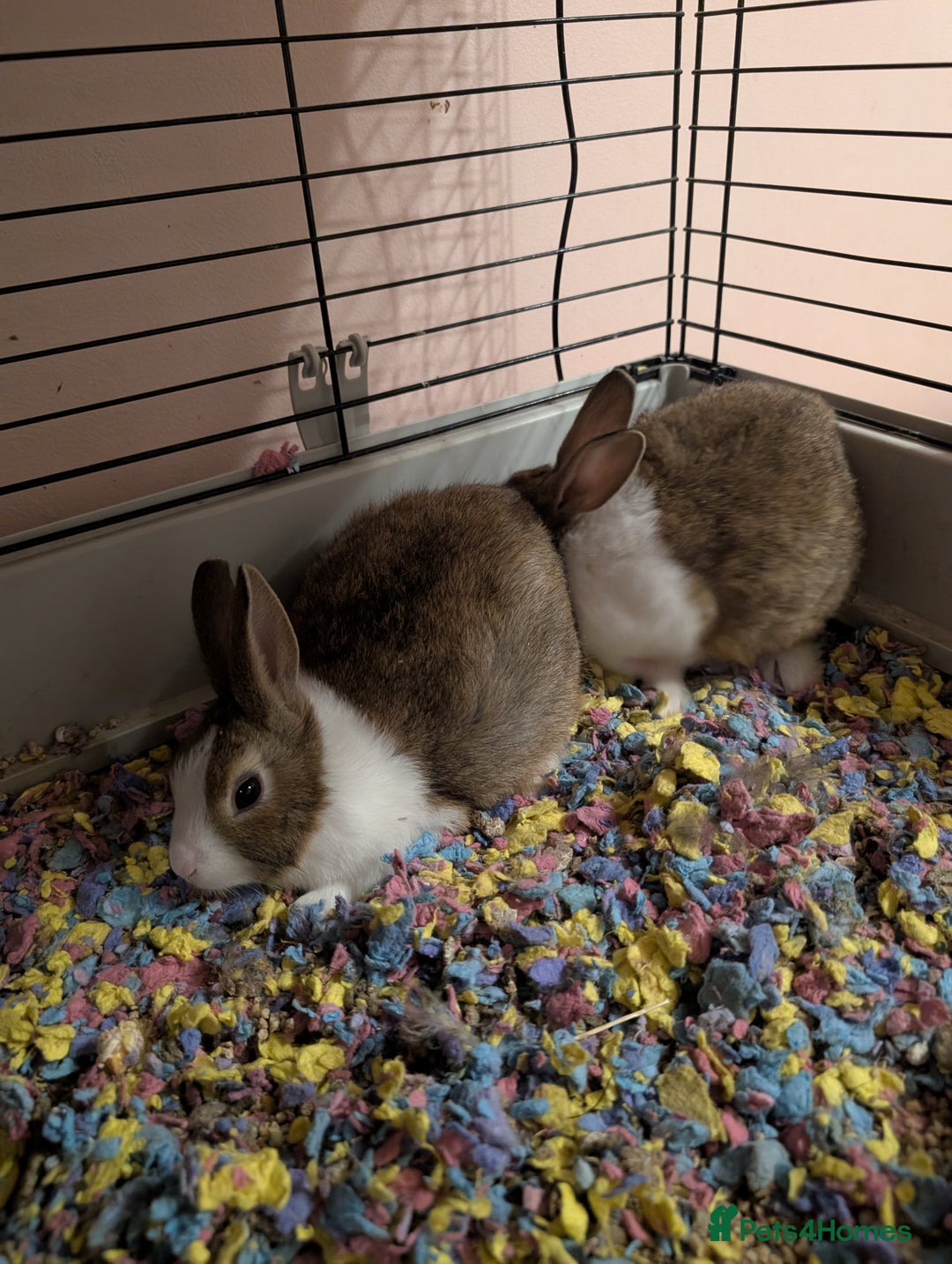 Dutch rabbits for sale: Dutch and minilop crosses available  - Advert 4
