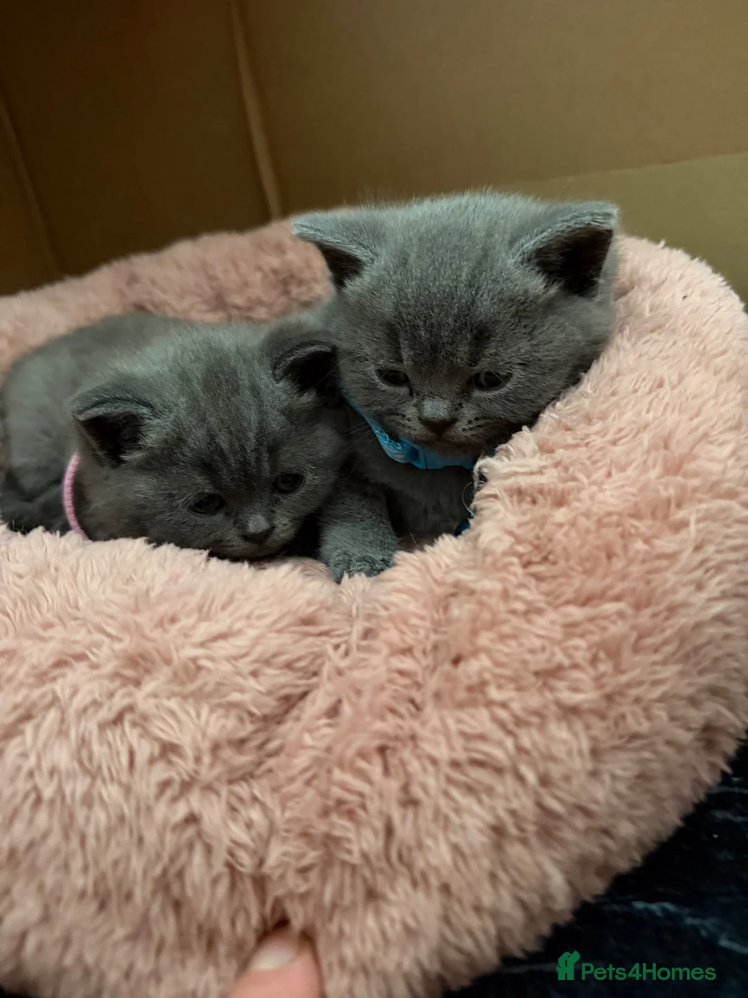 British Shorthair cats for sale: Beautiful Blue British shorthair kittens  - Advert 1