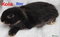 Mini Lop rabbits for sale: 3 Beautiful Baby Mini Lops - Image 6
