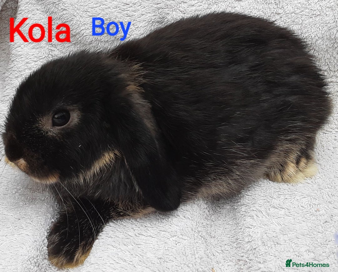 Mini Lop rabbits for sale: 3 Beautiful Baby Mini Lops - Image 6