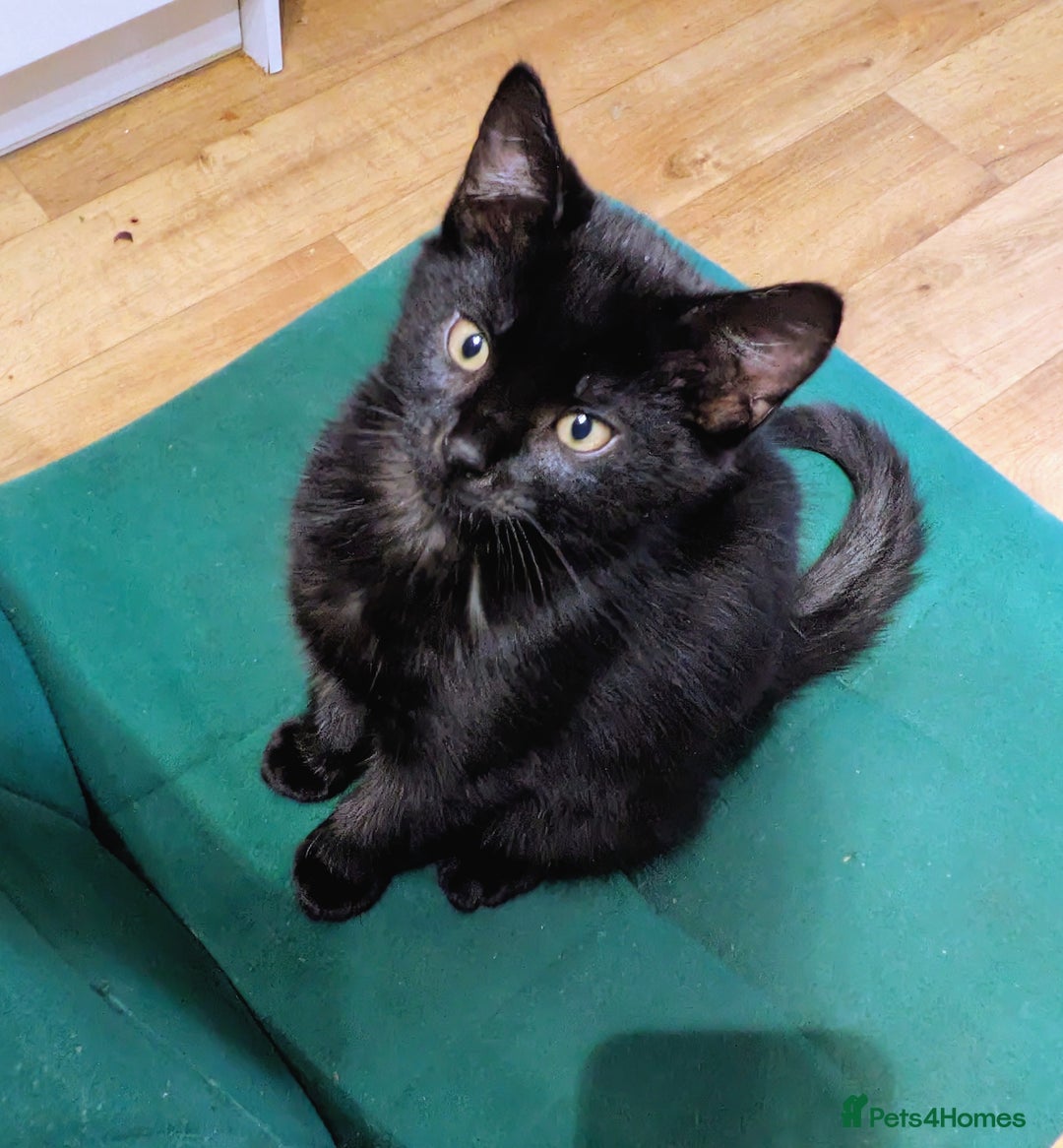 Bengal cats for sale: Bengal x American Maine Coon - Ready To Go!  - Advert 14