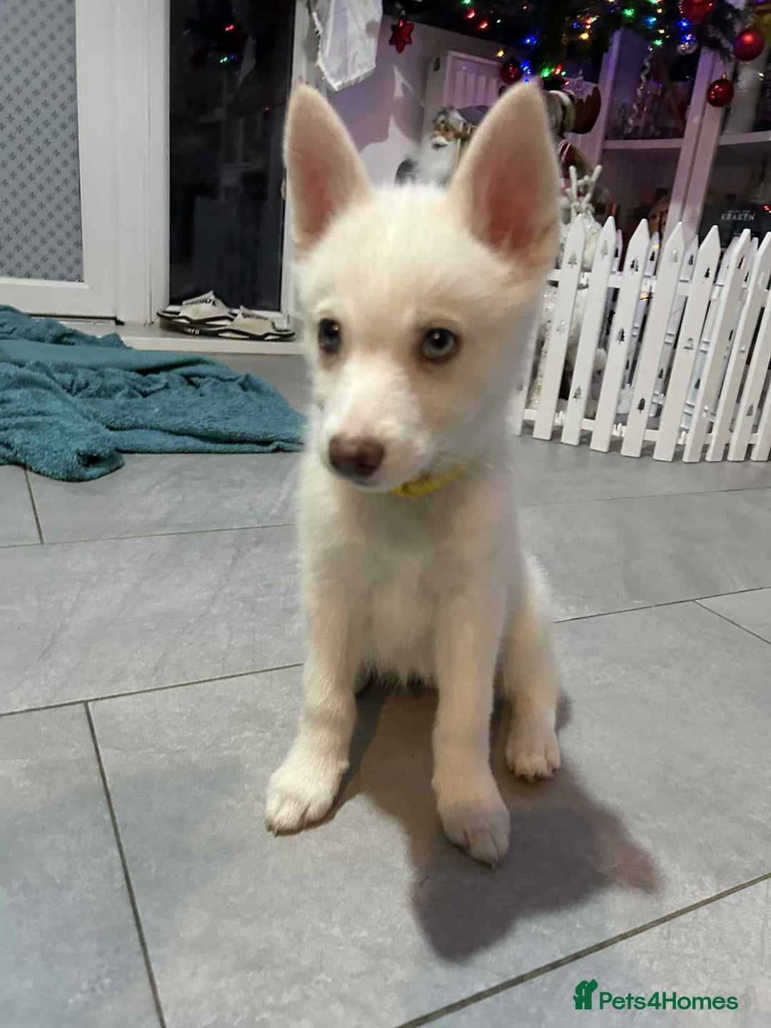 Pomsky dogs for sale: READY SMALL F4 POMSKY - Advert 18