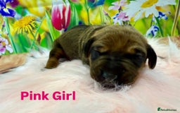 Rhodesian Ridgeback dogs for sale: Outstanding Rhodesian Ridgeback Puppies 🦁 - Image 9