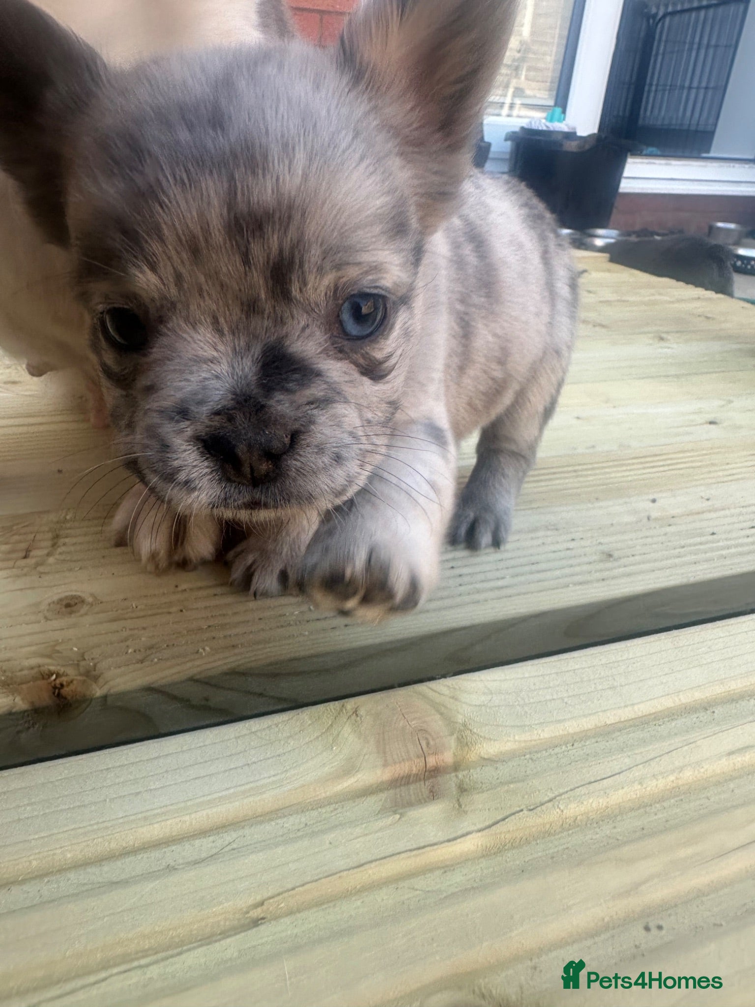 French Bulldog dogs Dwkc registered fluffy frenchie 🫶🏽 - Advert 2