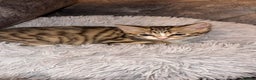 Domestic Shorthair cats for sale: Adorable tabby kitten - Advert 8