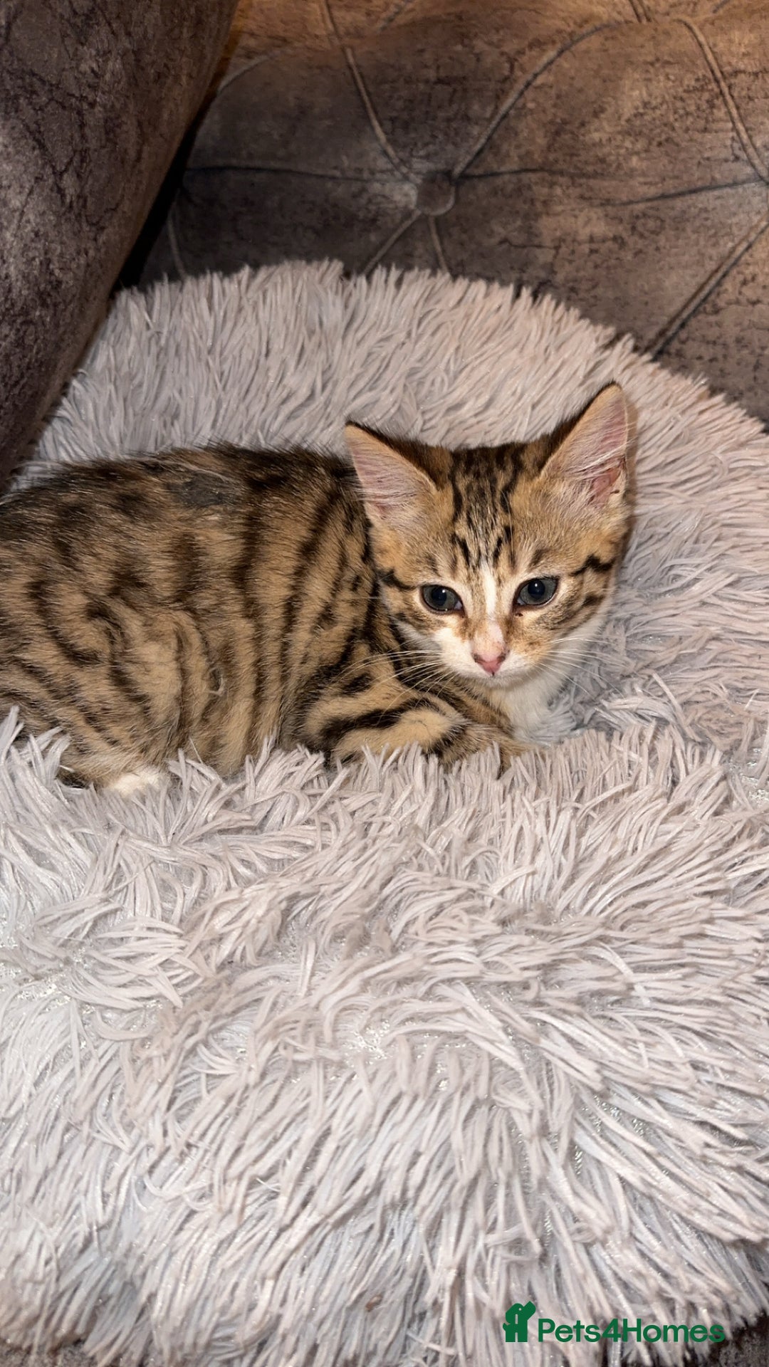 Domestic Shorthair cats for sale: Adorable tabby kitten - Advert 8