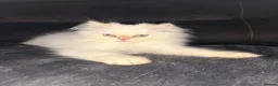 Persian cats for sale: ❗️One Left❗️ Persian kittens for sale 🥰 - Advert 4