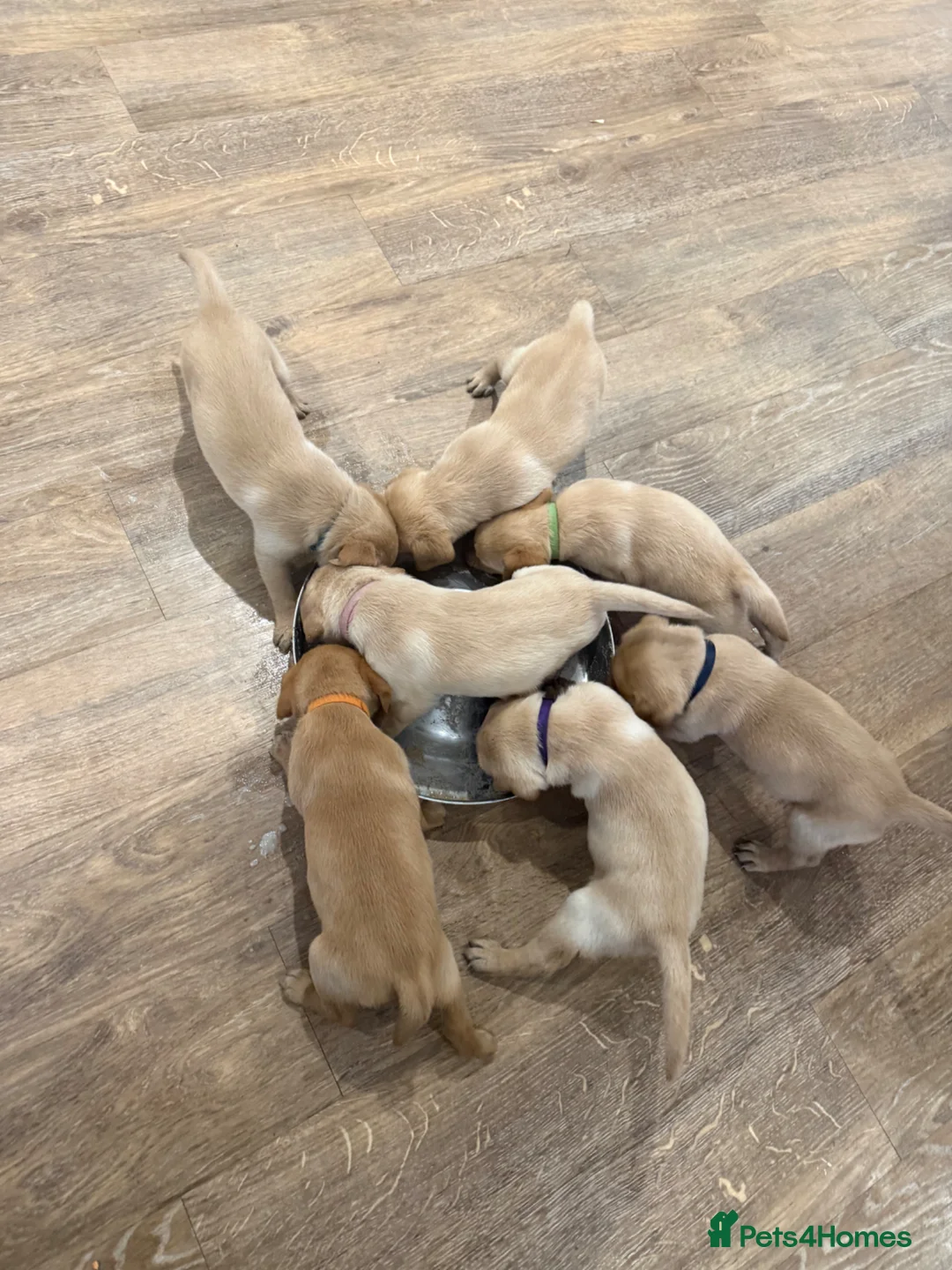 Labrador Retriever dogs for sale: K.C.Reg Superb Labrador Puppies - Advert 2