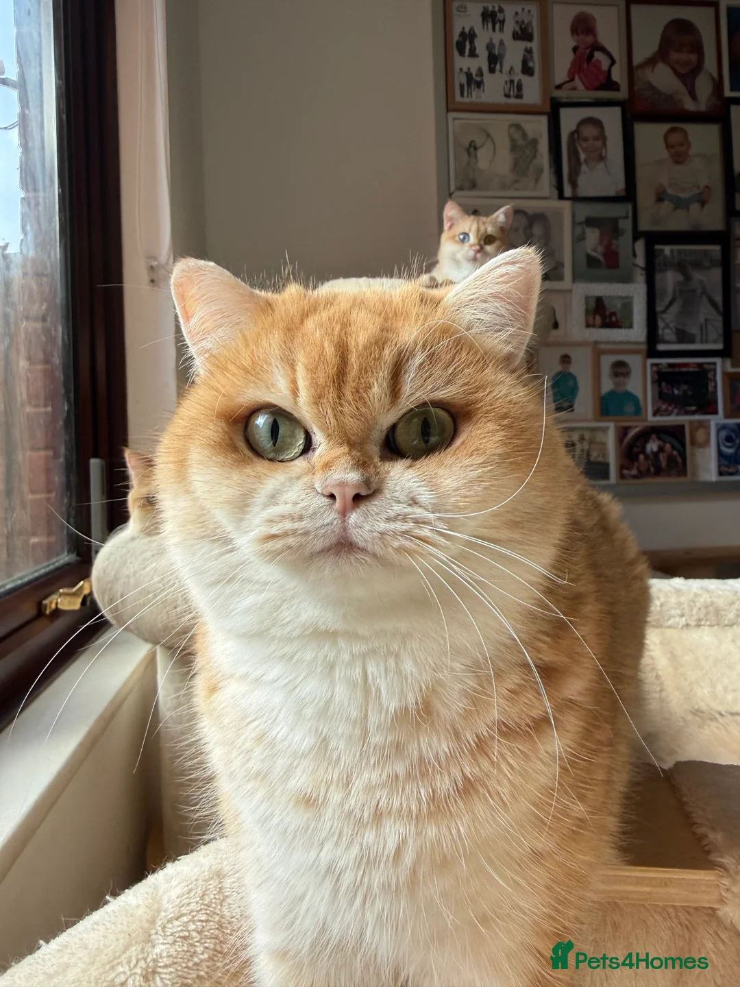 British Shorthair cats for sale: GCCF reg BSH & BLH Chocolate Gold last male female - Advert 7