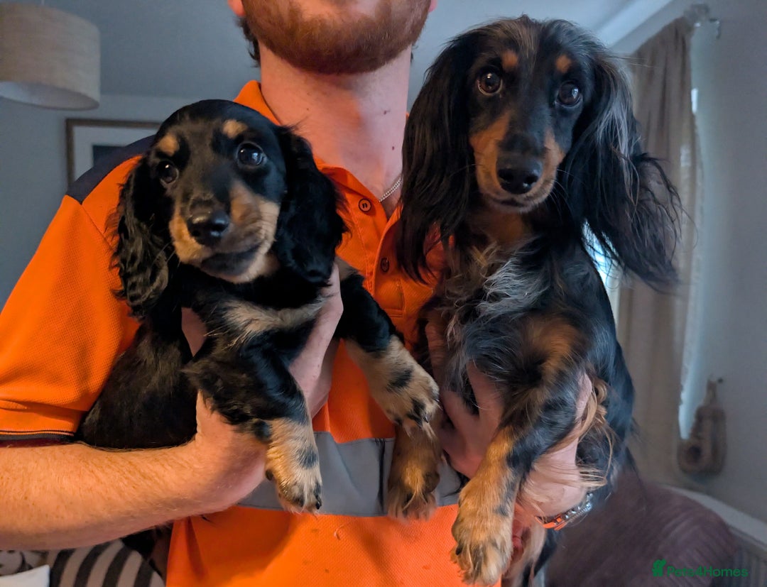 Miniature Dachshund dogs for sale: Male Miniature Dachshund Puppy  - Image 10