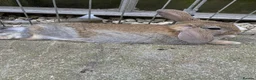 Mixed Breed rabbits for sale: X3 bunnies  - Advert 2