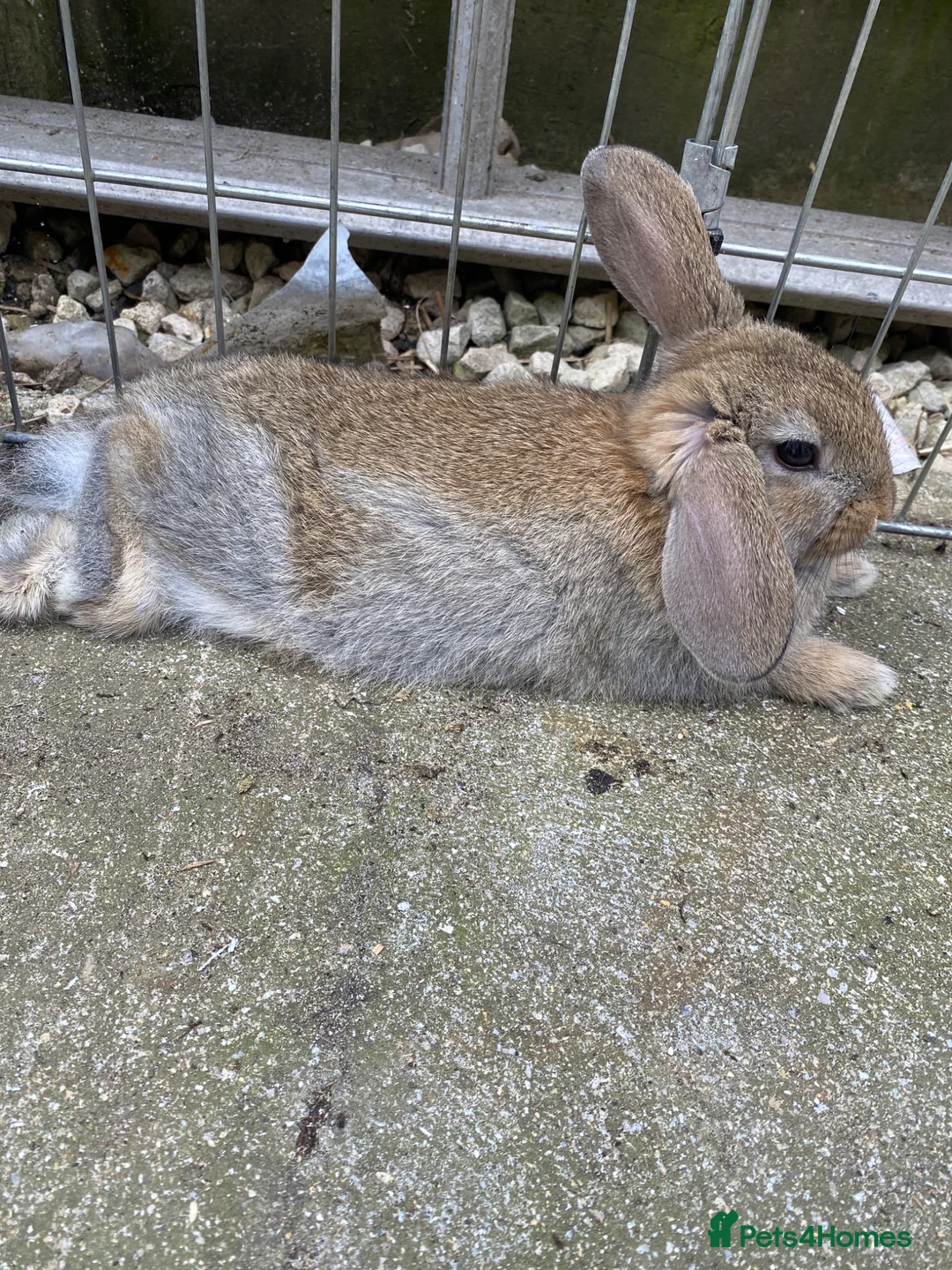 Mixed Breed rabbits for sale: X3 bunnies  - Advert 2