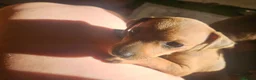 Miniature Pinscher dogs for sale: Adorable miniature pinscher puppies  - Advert 9