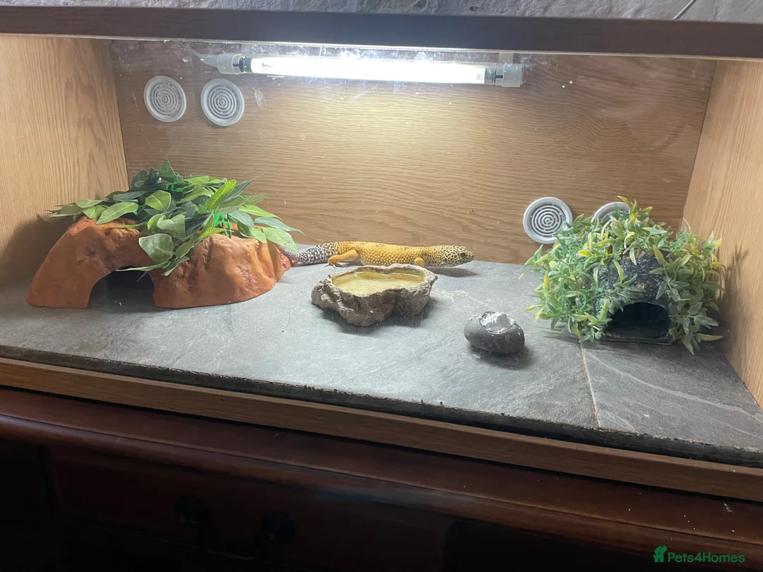 Leopard Gecko reptiles for sale: Leopard gecko and full set up in Haverhill - Advert 2