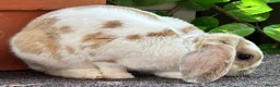 Mini Lop rabbits for sale: Mini Plush Lop - Hypoallergenic Fur. - Advert 8