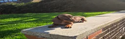Miniature Dachshund dogs for sale: Beautiful choc & tan female - Advert 6