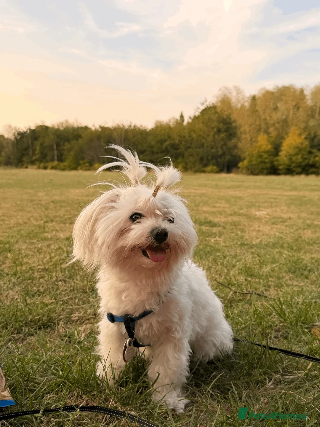 Maltese dogs for stud: Maltese Male - Pedigree Stud Dog in Woodford Green - Advert 5