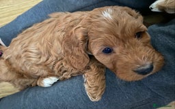 Cavapoo dogs for sale: Cavapoo pup F1b - Advert 2
