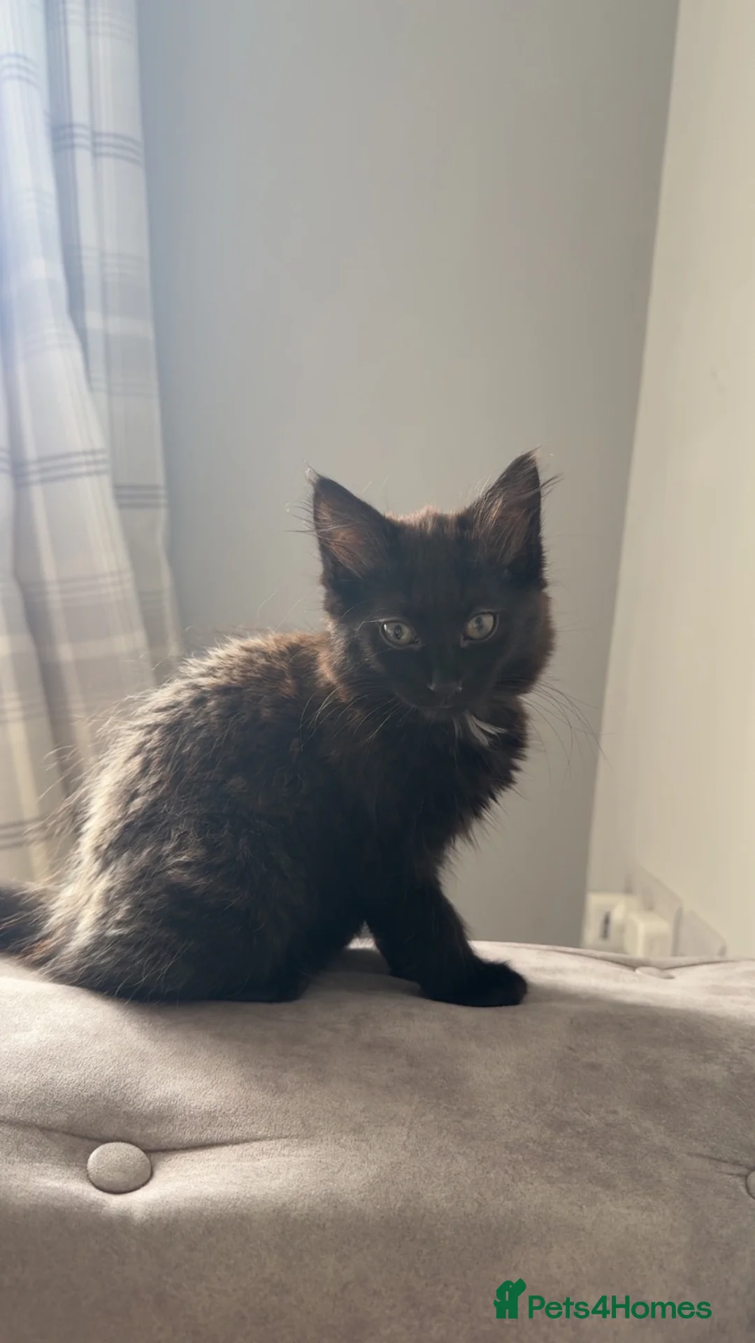 Maine Coon cats for sale: Mainecoon cross last female - Advert 2