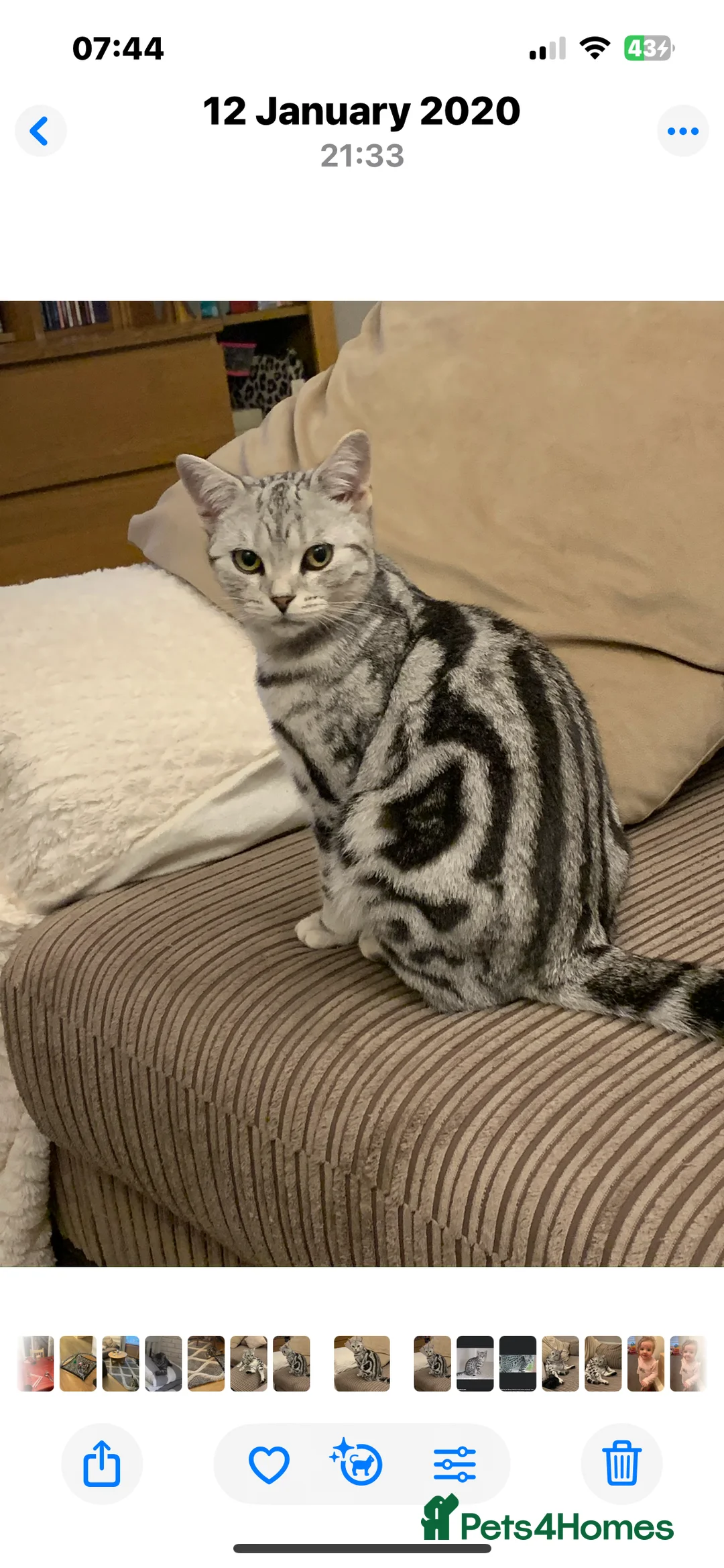 British Shorthair cats for sale: 3 British short hair cats  - Advert 11