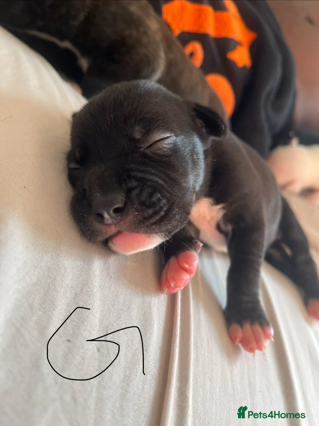 Mixed Breed dogs for sale: Bullherder puppies  - Advert 2