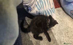 Domestic Shorthair cats for sale: 2 black kittens - Image 6