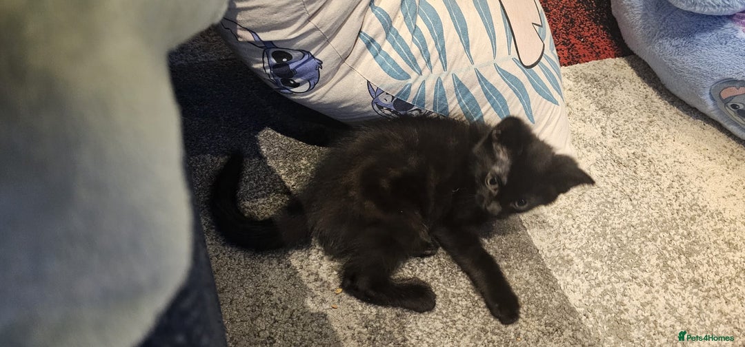 Domestic Shorthair cats for sale: 2 black kittens - Image 6