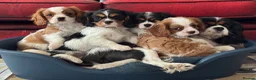 Cavalier King Charles Spaniel dogs for sale: Pedigree Cavalier King Charles Spaniel Puppies - Advert 15