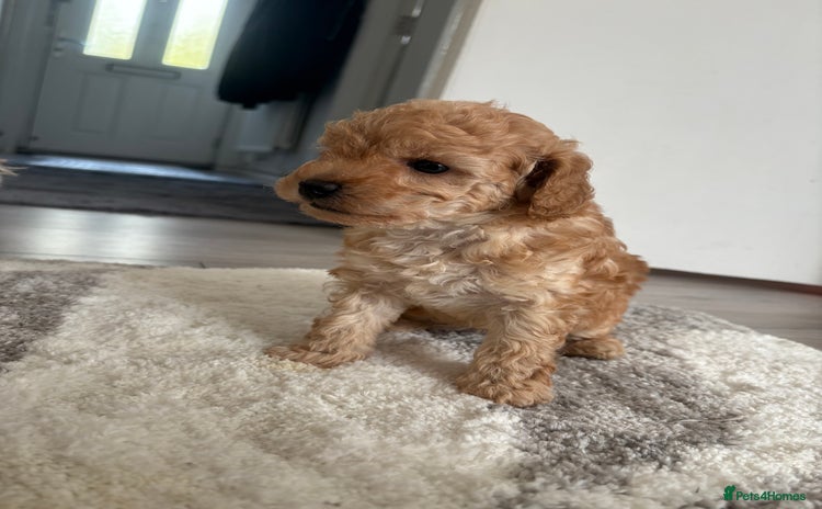 Toy Poodle dogs - Advert 3