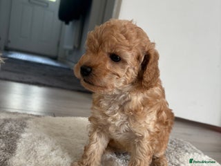 Toy Poodle dogs - Advert 3