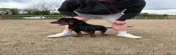 Rottweiler dogs for sale: Rottweiler puppy (male)  in Ingatestone - Advert 2