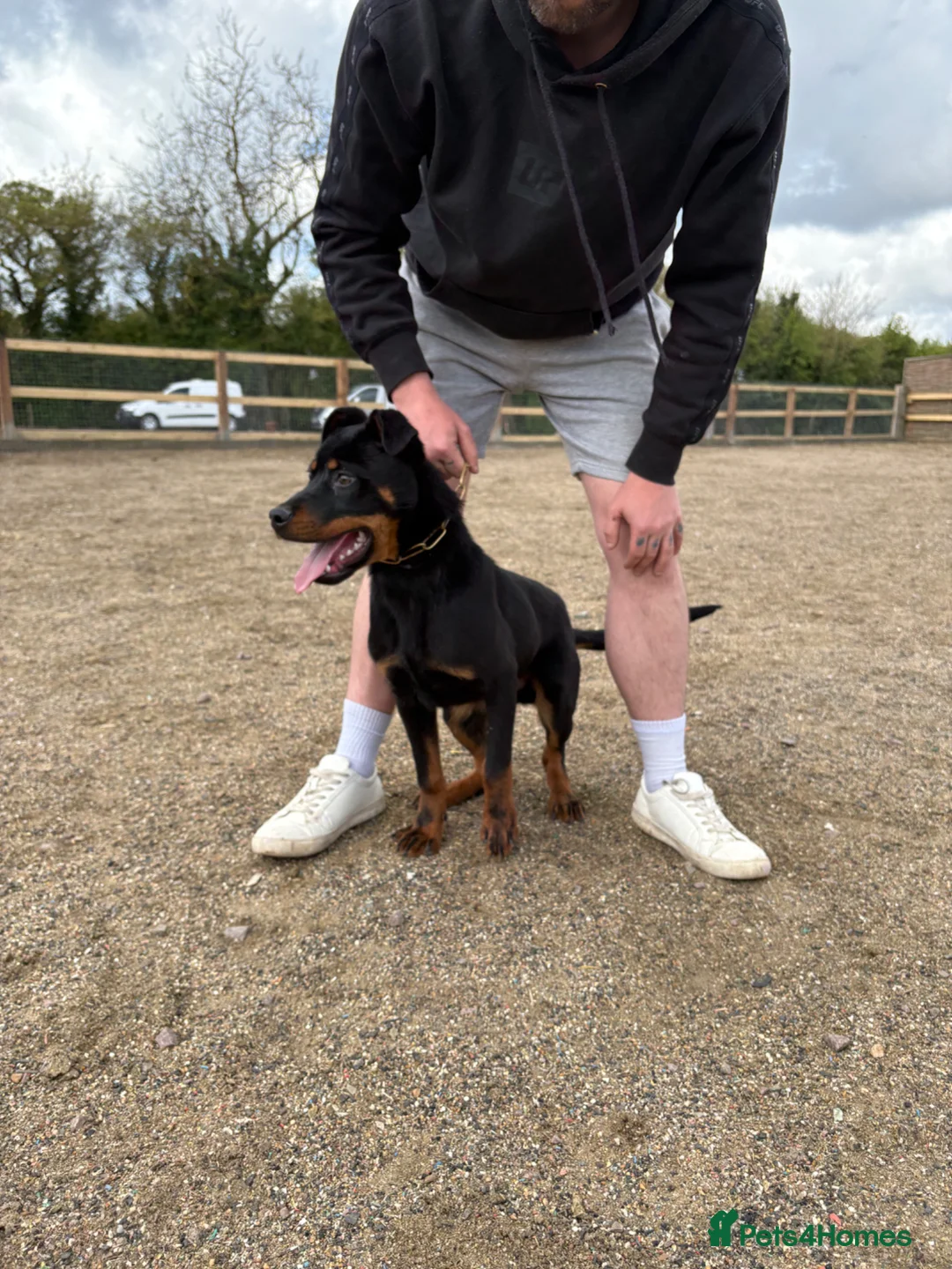 Rottweiler dogs for sale: Rottweiler puppy (male)  in Ingatestone - Advert 2