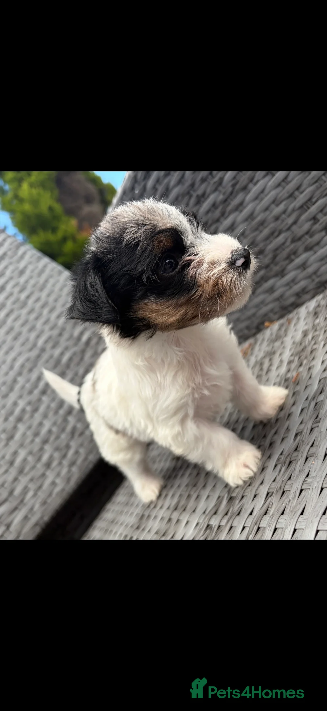 Mixed Breed dogs for sale: Yorkshire terrier x jackrussel  in Skelmersdale - Advert 2