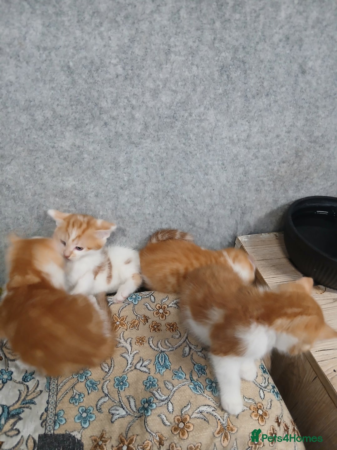 Mixed Breed cats for sale: Friendly kitten - Image 19